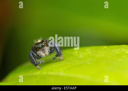 La famille des Salticidae (Thomisidae) contient plus de 500 genres décrits et environ 5 000 espèces décrites Banque D'Images