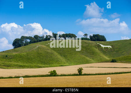 Le Vega Cheval Blanc près de Calne Wiltshire England UK. JMH6250 Banque D'Images