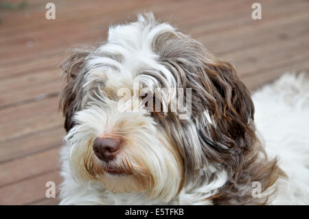 Chien bichon havanais Banque D'Images