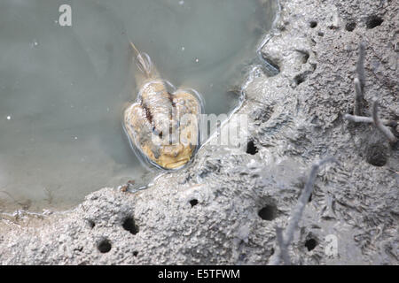 Mudskipper dans la forêt de mangrove de l'Asie la Thaïlande. Banque D'Images