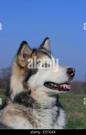 Malamute d'Alaska Banque D'Images