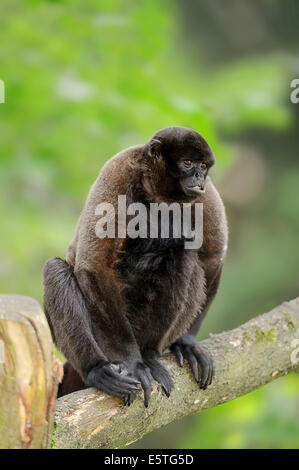 Le Humboldt singe laineux singe laineux ou brun (Lagothrix lagotricha), Allemagne Banque D'Images