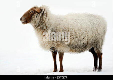 Coburger aussi Fuchsschaf Guanaco Le Mouton, le mouton domestique en hiver, en Rhénanie du Nord-Westphalie, Allemagne Banque D'Images