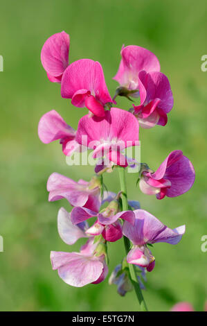 Éternelle à larges feuilles, pois ou pois vivace Peavine éternelle (Lathyrus latifolius), fleurs, Rhénanie du Nord-Westphalie Banque D'Images