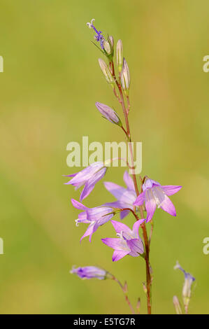 Rampion Bellflower (Campanula rapunculus), fleurs, Rhénanie du Nord-Westphalie, Allemagne Banque D'Images