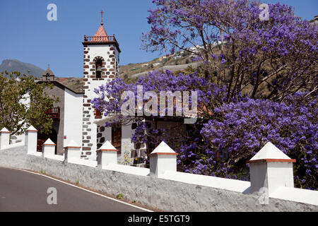 L'église Nuestra Señora de las Angustias et bleu un arbre Jacaranda (Jacaranda mimosifolia) avec fleurs violettes Banque D'Images