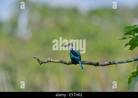 Woodland Kingfisher (Halcyon senegalensis), le Parc National de Lobéké, Région de l'Est, Cameroun Banque D'Images