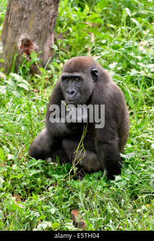 Gorille de plaine de l'ouest (Gorilla gorilla gorilla), captive, région sud-ouest, Cameroun Banque D'Images