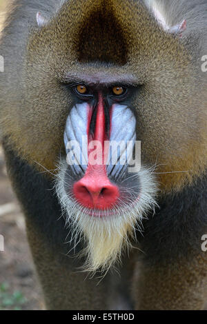 Mandrill (Mandrillus sphinx), homme, portrait, animal captif, région Sud-Ouest, Cameroun Banque D'Images