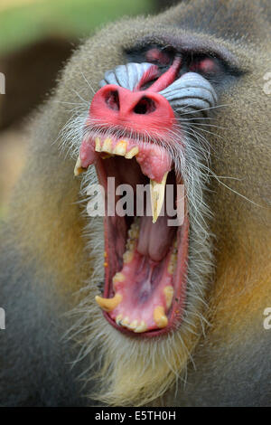 Mandrill (Mandrillus sphinx), homme, bâillements, captive, région Sud-Ouest, Cameroun Banque D'Images