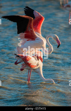 Les flamants (Phoenicopteridae), l'accouplement, Camargue, sud de la France, France Banque D'Images