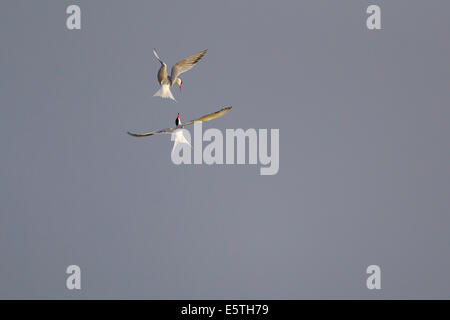 La sterne pierregarin (Sterna hirundo), en vol, les combats dans l'air, Texel, Hollande du Nord, Pays-Bas Banque D'Images