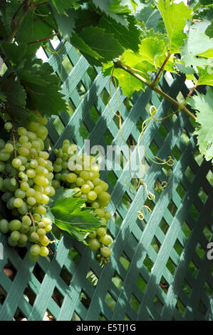 Grappes de raisins sultana suspendu à une vigne contre une clôture en treillis vert foncé. Banque D'Images