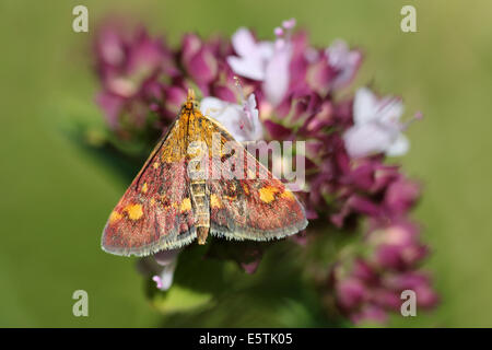 Pourpre et or commun 'Pyrausta purpuralis" qui se nourrissent de la marjolaine sauvage Banque D'Images