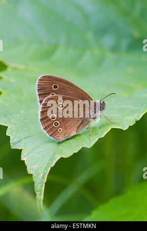 Ringlet butterfly Banque D'Images