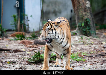 Tigre de Malaisie Panthera tigris jacksoni Banque D'Images