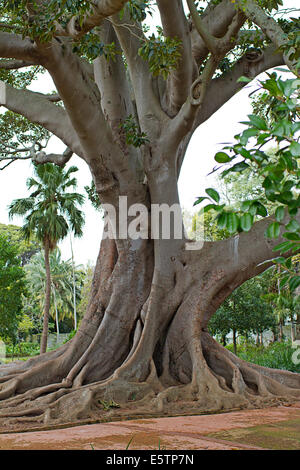 Arbre généalogique Champion à Arderne Gardens, Cape Town Banque D'Images