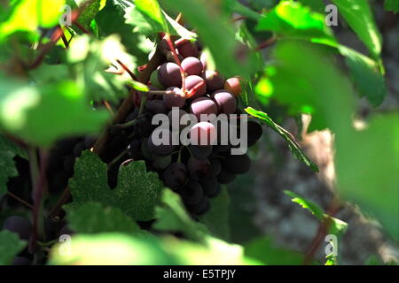 PANAYIA, Chypre. La maturation des raisins rouges AU SOLEIL SUR LE HAUT PLATEAU DE TROODOS.PHOTO:JONATHAN EASTLAND/AJAX Banque D'Images