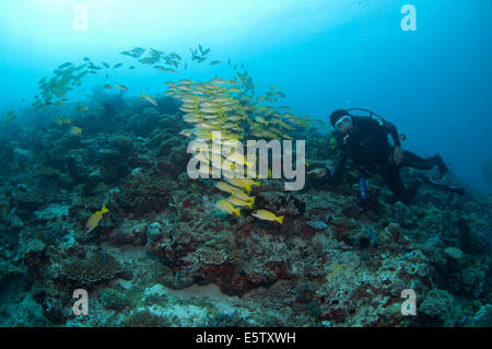 L'école du Cachemire Snapper et plongeur nageant ensemble dans Maagiri Reef, North Male' atoll, Maldives Banque D'Images