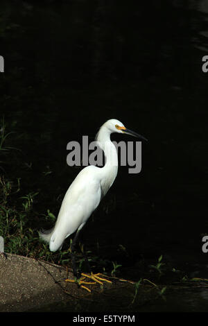 Une Aigrette neigeuse debout à côté d'un lac à Orlando, Floride, USA Banque D'Images