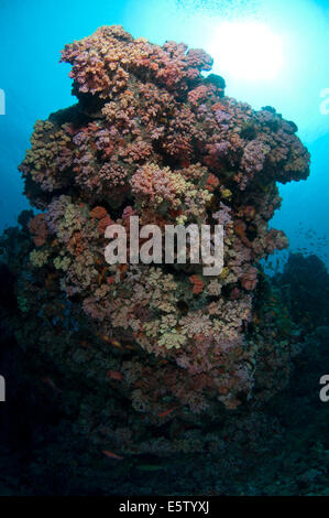 Rock coloré avec les coraux mous dans HP Reef, Maldives Banque D'Images