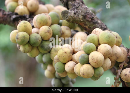 Fruits frais wollongong sur arbre dans le verger. Banque D'Images