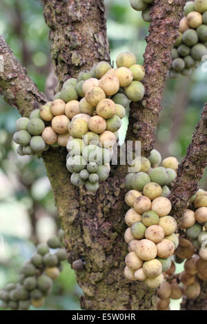 Fruits frais wollongong sur arbre dans le verger. Banque D'Images