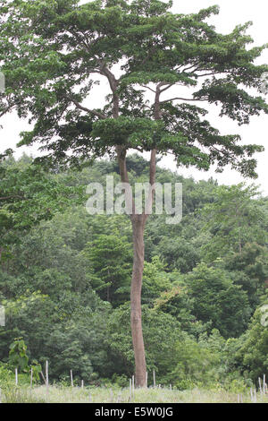 Arbre dans les contreforts et prairie. Banque D'Images