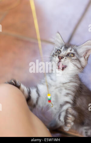 Kitty kitten playing corde libre Banque D'Images