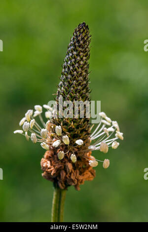 / Plantain plantain anglais angustifolié / plantain lancéole (Plantago lanceolata) close up Banque D'Images