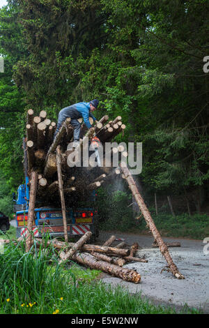 La coupe forestière trop long de sciage avec tronçonneuse après le chargement de troncs d'arbres abattus dans la forêt de grumier sur Banque D'Images