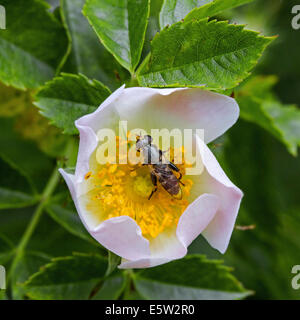 À pattes épaisses hoverfly (Syritta pipiens) pollinisent Sweet Briar / sweet brier / eglantine (Rosa rubiginosa / Rosa eglanteria) Banque D'Images