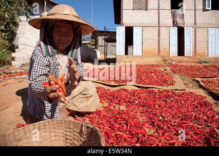 Une femme sortes piment rouge dans un village de l'de Taung Hills, au Myanmar (Birmanie) Banque D'Images