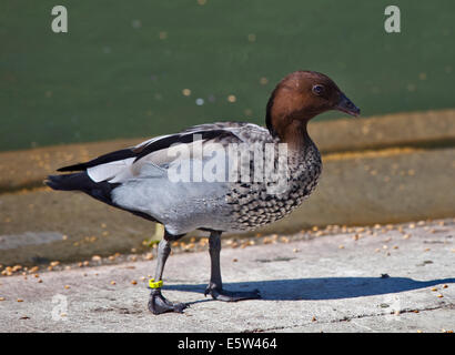 Canard en bois australien (chenonetta jubata), homme Banque D'Images