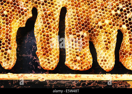 Nids d’abeille Banque D'Images
