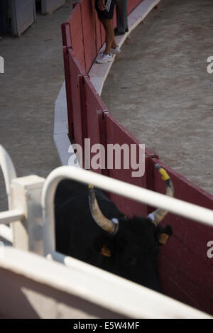 Bull Race, Arles, France Banque D'Images