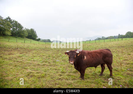 Brown bull en champ dans le Jura français Banque D'Images