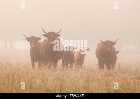 Longicorne bovins dans la brume matinale de la région du Jura français Banque D'Images