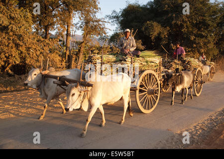 Chars à bœufs transportant près de Nyuangshwe de canne à sucre, le Myanmar (Birmanie). Banque D'Images