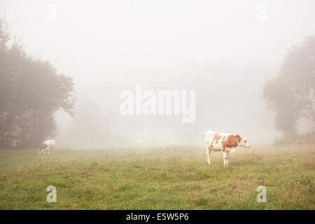 Le rouge et le blanc les bovins dans la brume matinale de la région du Jura français Banque D'Images