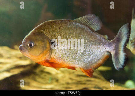 Les poissons d'eau douce - Piranha à ventre rouge - Pygocentrus nattereri Banque D'Images