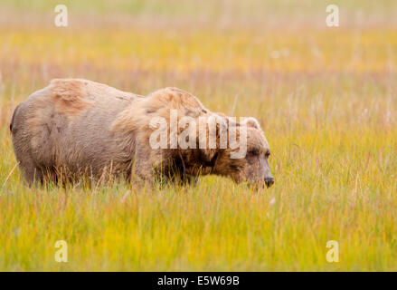 L'ours brun d'Alaska dans le pré de pâturage de Sanglier Banque D'Images