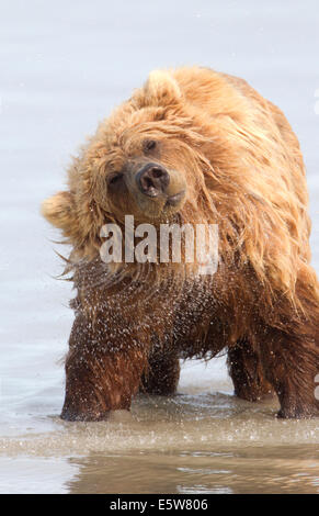 L'ours brun d'Alaska secouer l'eau Banque D'Images