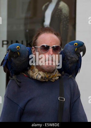 Londres, Royaume-Uni. 6 août. Un homme est repéré à marcher avec deux Hyacinth Macaw perroquets perroquets sur ses épaules dans le centre de Londres : Crédit amer ghazzal/Alamy Live News Banque D'Images