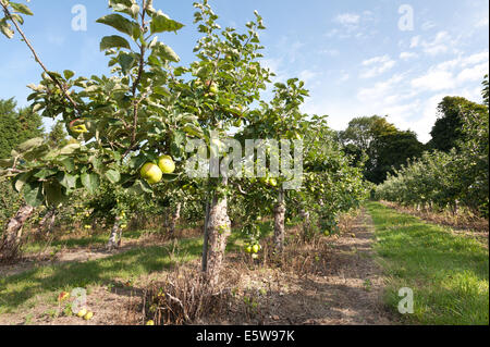 Bramley apples in orchard Kent le mûrissement prêt à être récolté à la récolte d'automne doux avec crunch savoureux à la morsure Banque D'Images