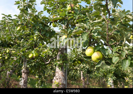 Bramley apples in orchard Kent le mûrissement prêt à être récolté à la récolte d'automne doux avec crunch savoureux à la morsure Banque D'Images