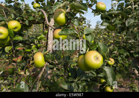 Bramley apples in orchard Kent le mûrissement prêt à être récolté à la récolte d'automne doux avec crunch savoureux à la morsure Banque D'Images