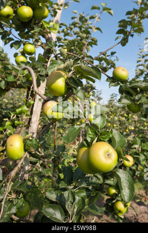 Bramley apples in orchard Kent le mûrissement prêt à être récolté à la récolte d'automne doux avec crunch savoureux à la morsure Banque D'Images