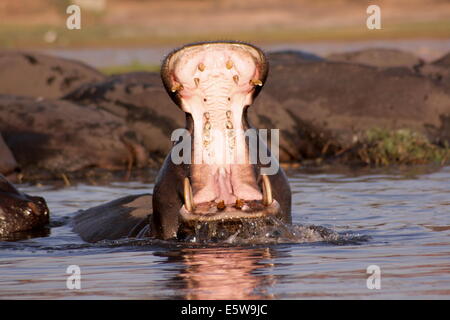 Hippopotame mâle adultes sauvages affichant au Botswana. Banque D'Images