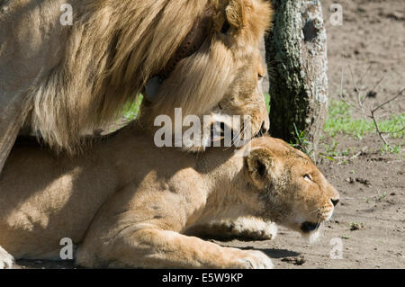 Lion mâle et femelle de l'accouplement d'un collier-il. Mordre le cou. Banque D'Images